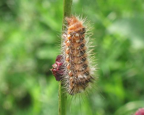 Bruco da ID - Acronicta (Viminia) rumicis